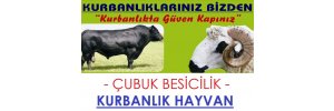 Akyurt Kurbanlık | Akyurt Besicilik | Kurbanlık Hayvan