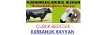 Akyurt Kurbanlık | Akyurt Besicilik | Kurbanlık Hayvan